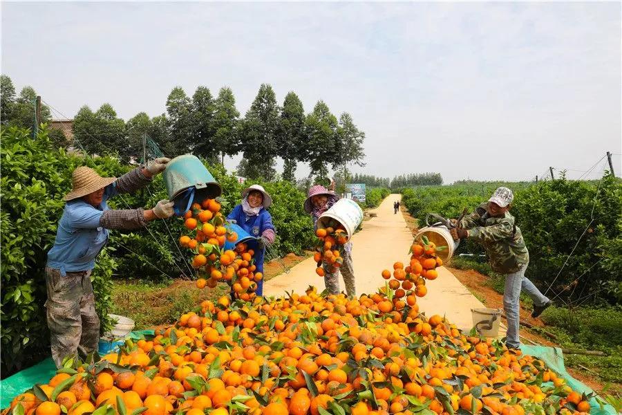 西乡塘区产业扶贫示范园建设,南宁市江南区苏圩镇脱贫攻坚