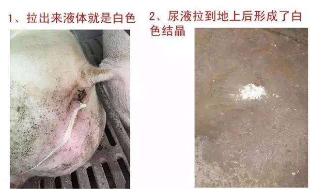猪尿液发黄不愿吃食,猪尿茶色尿是什么原因
