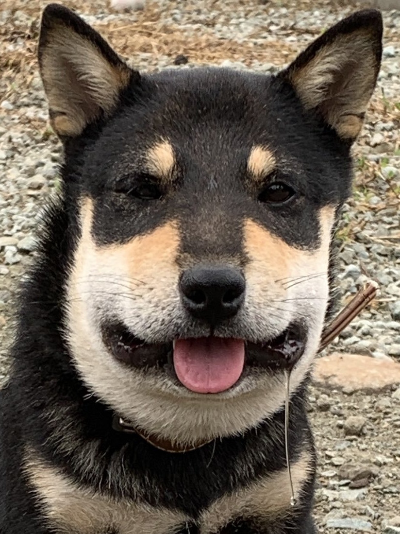 狗狗吃蜜蜂被蜜蜂蛰了怎么办,盘点狗狗被蜜蜂蛰的名场面