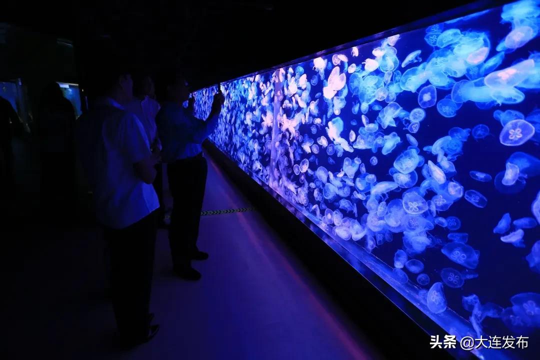 老虎滩旅游优惠,老虎滩61周岁门票优惠政策