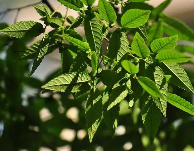 园林名贵树种大全,园林工程树种的选择