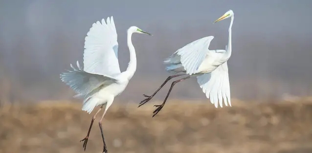 100句对偶佳句,1000个对偶佳句