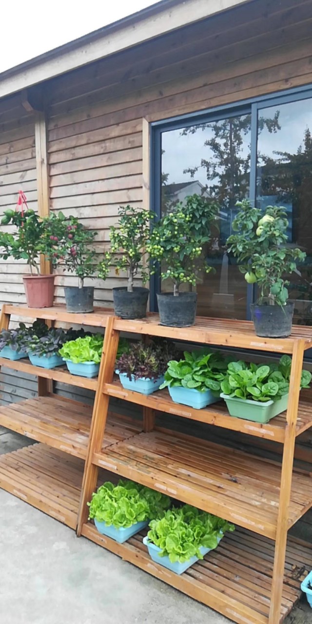 盆栽蔬菜在超市卖,盆栽蔬菜超市