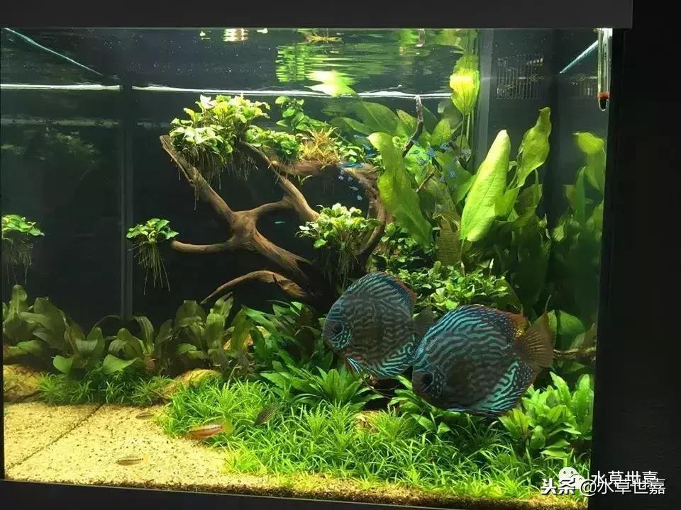 七彩神仙鱼水族箱布景,七彩神仙鱼苗繁殖技术