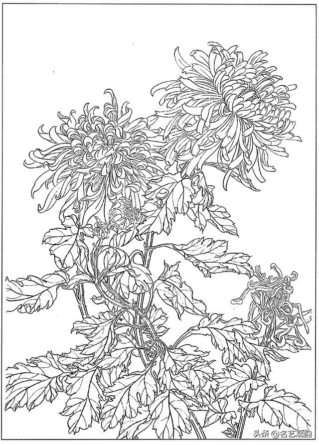 工笔画白描花卉图片大全,工笔画线描花卉菊花