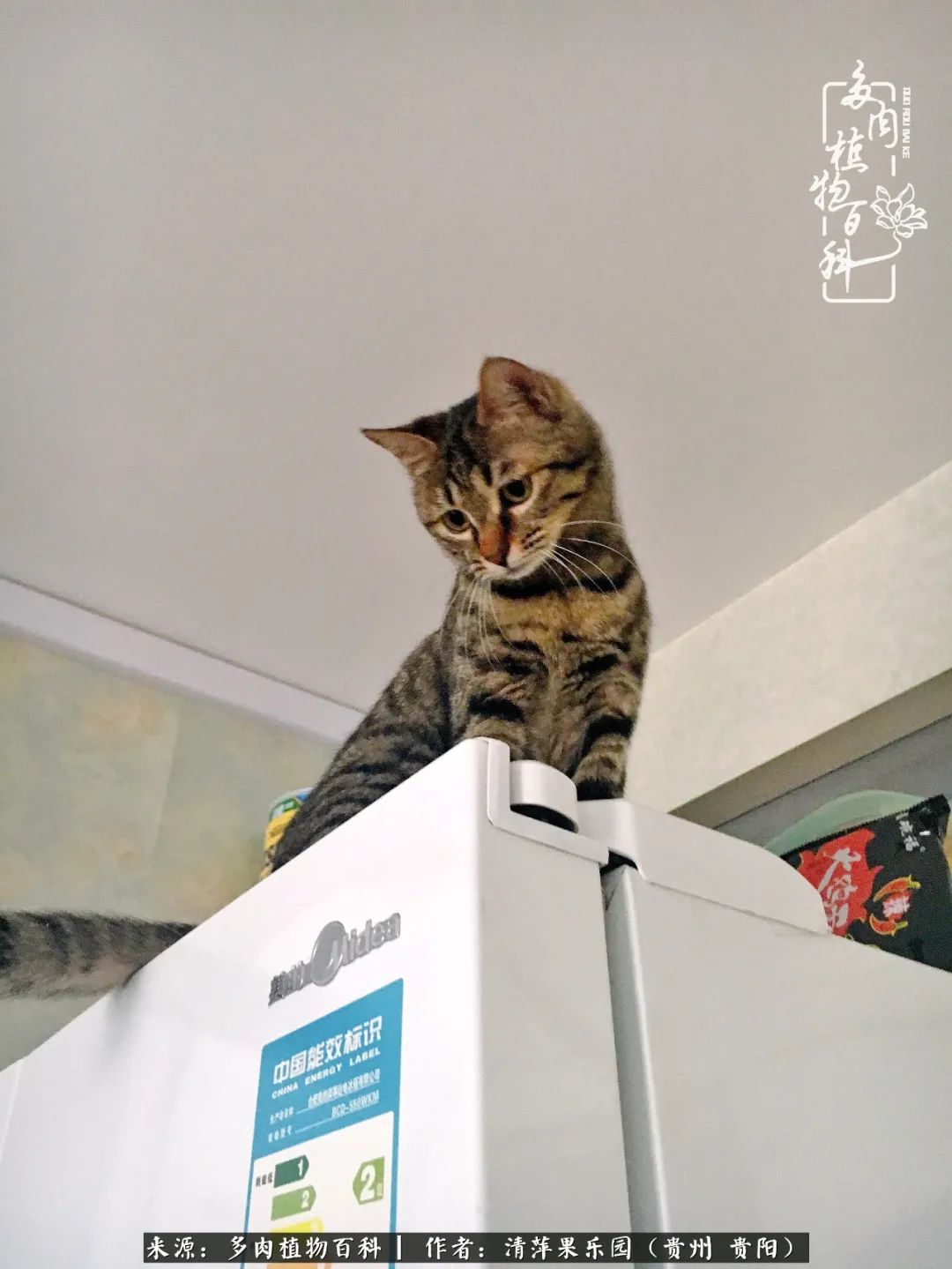 生石花庭院,晶莹剔透的生石花