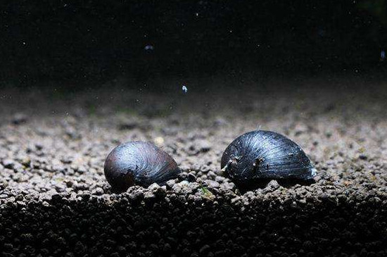 金刚螺的繁殖方法,金刚螺的养殖方法