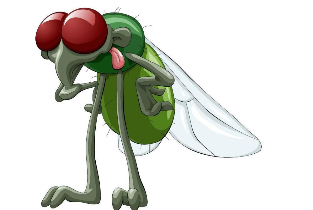 苍蝇为什么要停下一直搓手视频,为什么苍蝇一停下就搓手