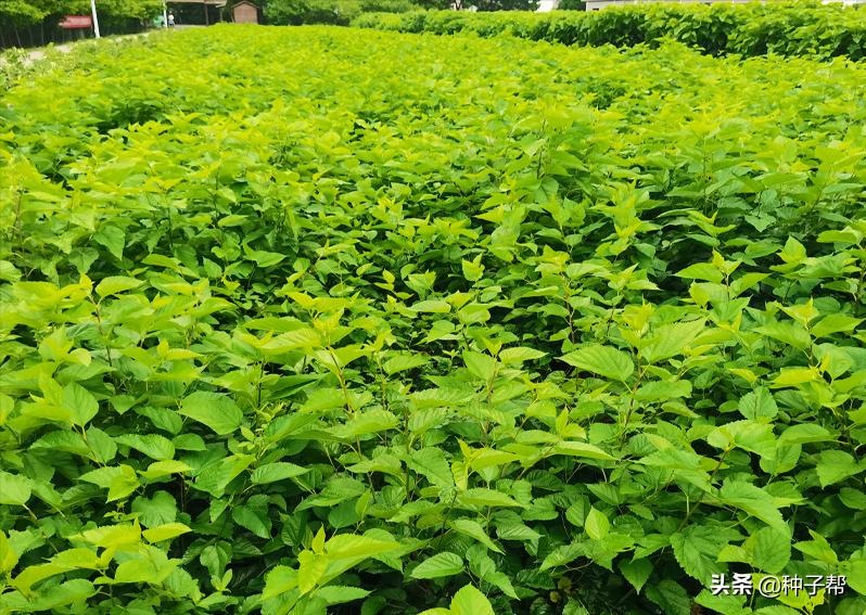 饲料桑品种,饲料桑品种介绍