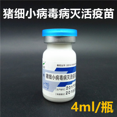 母猪为什么那么多病,为啥母猪先发病