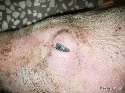 猪眼睛水肿一般是什么病引起的,猪眼睛水肿的最佳治疗办法