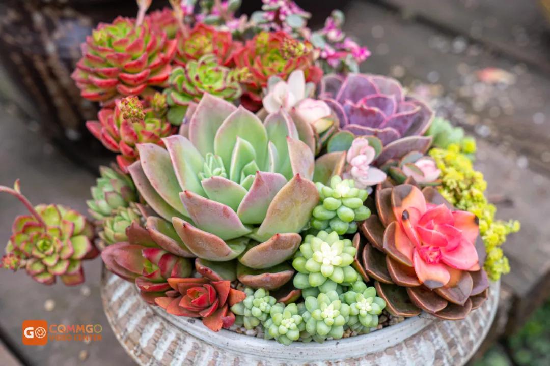 重庆花市排名前十名,重庆花市哪里最便宜