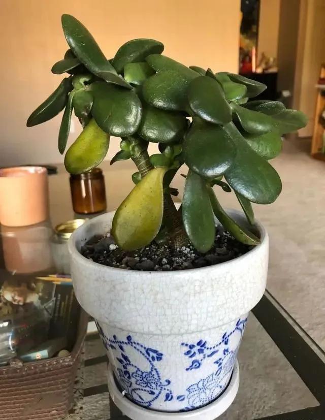 玉树黄叶掉叶什么原因怎么处理,玉树如何养护叶片发黄