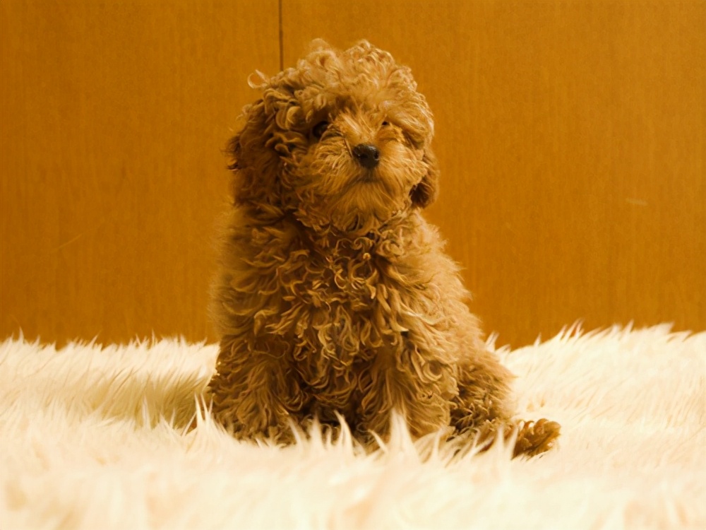 如何照顾好发情期的泰迪犬,泰迪犬照顾病人怎么办手续