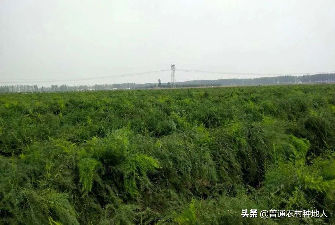 有机芦笋种植条件有哪些,芦笋的根苗怎么种植才能长得很好