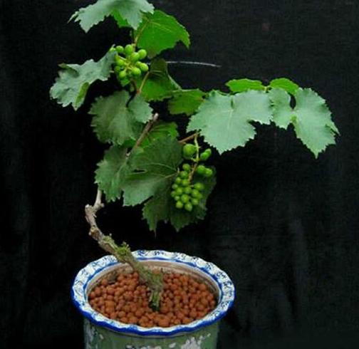 一粒葡萄籽可以长成一棵葡萄树吗,自己用葡萄籽种的葡萄树会挂果吗