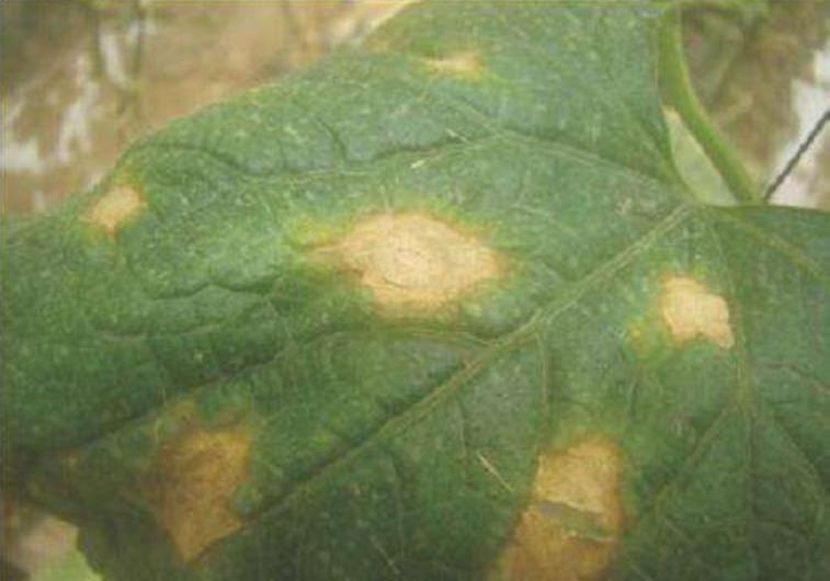 黄瓜怎样施肥才能丰产,最丰产的黄瓜品种