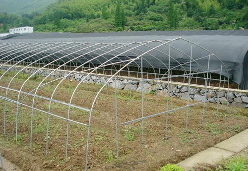 大棚防虫网用60目好还是40目好,大棚上防虫网方法