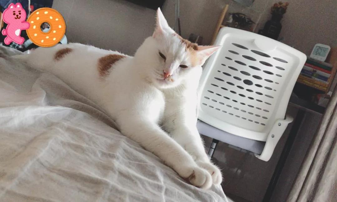 怎样写一份完美的养猫手册,新手养猫手册怎么写