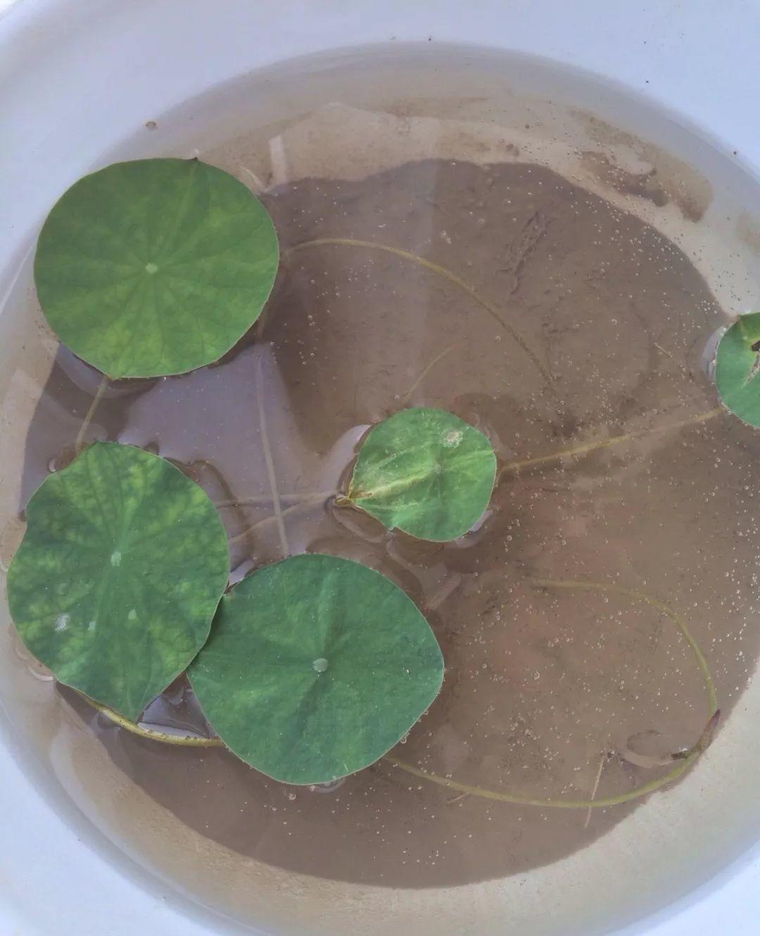 碗莲开花后的种子还可以用吗,碗莲种子种的第一年能开花吗