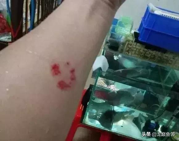 罗汉鱼的另类打开方式——爱您就给您痛的印记