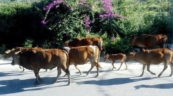 我的海南之旅作文,从海口到三亚感受海南的无限魅力