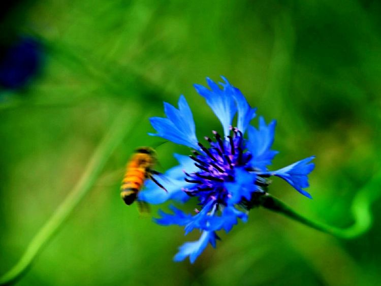 原创蝴蝶恋花,蝶恋花蝴蝶原唱