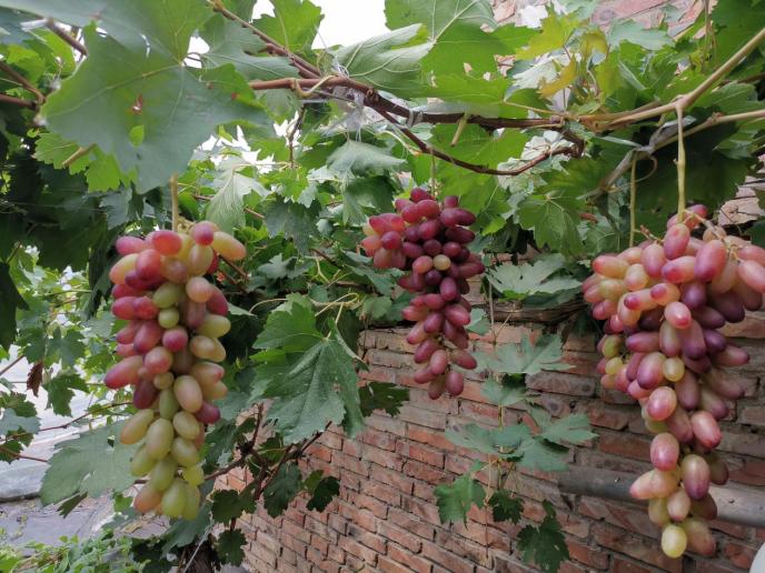 静海端午,静海夏季水果