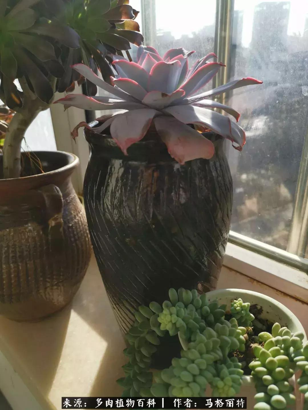 北方阳台多肉怎么过冬,北方阳台多肉