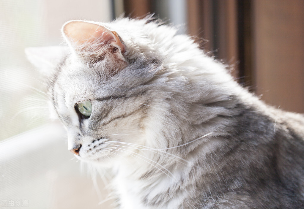 宠物吞食异物怎么办,宠物吞食异物保险报销
