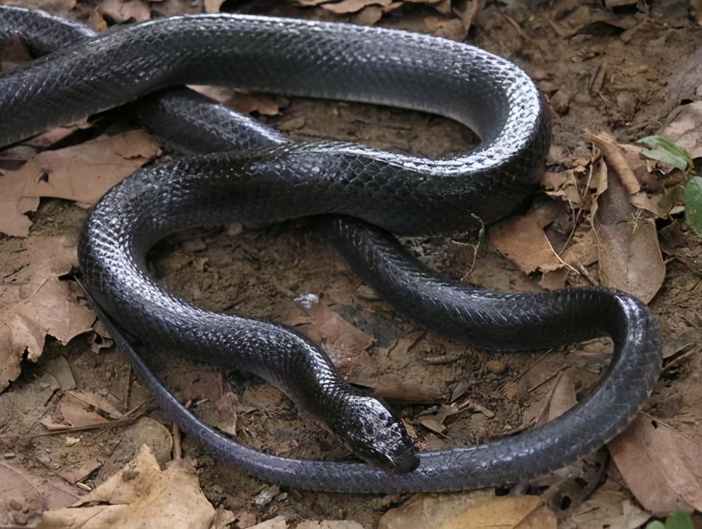 毒蛇不被自己的毒液毒死吗,毒蛇的毒液会不会把自己给毒死