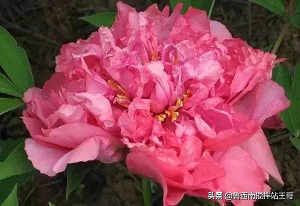 牡丹十大品种九大花系,牡丹进口品种图片及名称