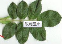 春天来了,喜欢种花的你,买到真的的玫瑰花苗了吗?