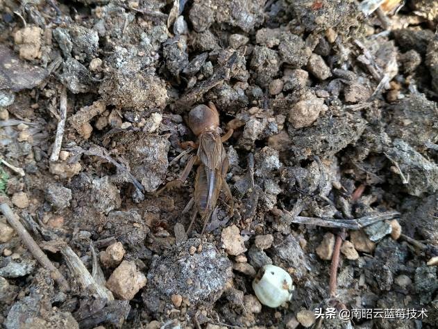 蓝莓常见虫害,蓝莓虫害及防治措施怎么写