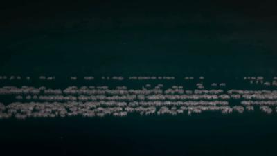 豆瓣netflix电影,bbc地球奇观纪录片