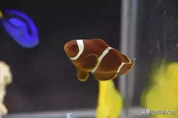 养鱼大神都养什么鱼,鱼缸养鱼都有哪些鱼