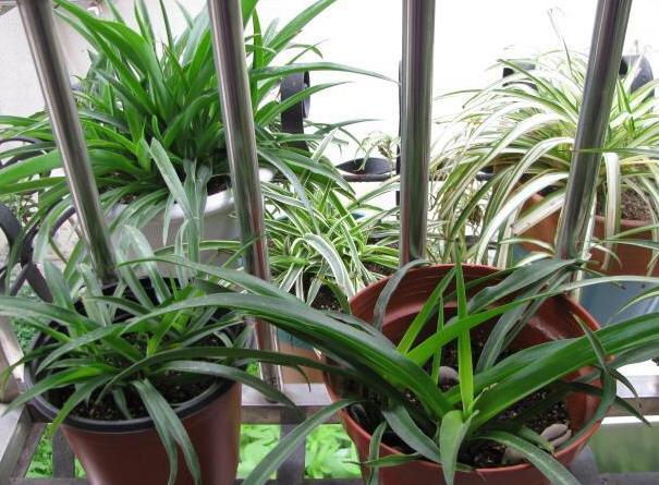 家庭盆栽金边吊兰的养护方法,金边吊兰怎么养才能更旺盛长得快