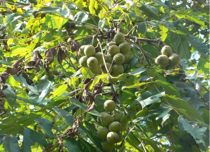 秦岭小核桃,秦岭野生核桃怎么判断