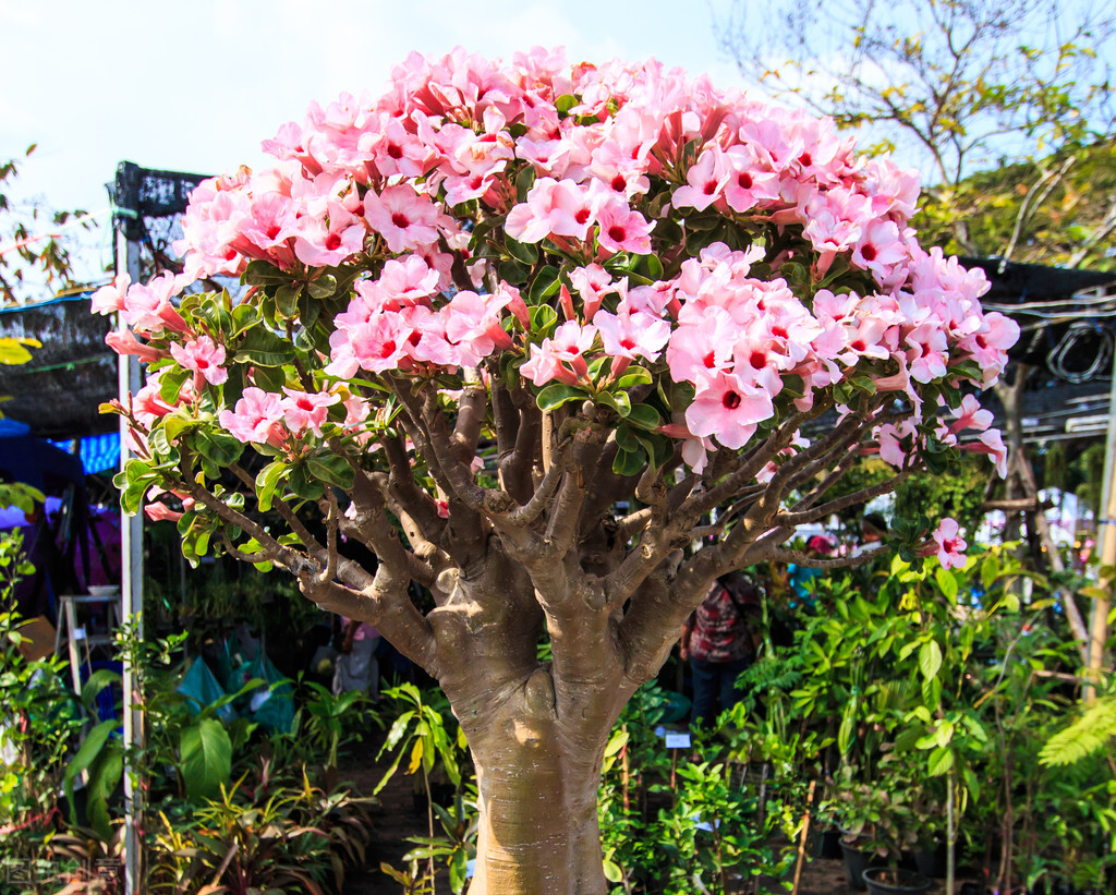 山上挖的映山红怎样做才容易活,野生映山红的生长过程