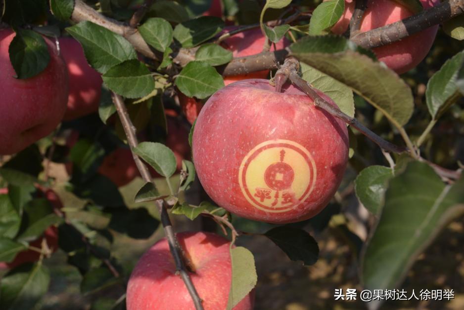 苹果黑点防治最好的是什么药,苹果黑点病用啥药防治