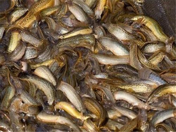 农业养殖致富项目泥鳅,水产养殖泥鳅能赚大钱