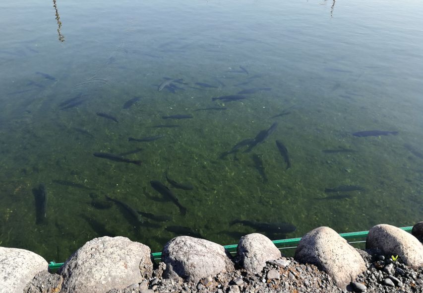 外国游客在日本钓鱼是一个什么样的体验？