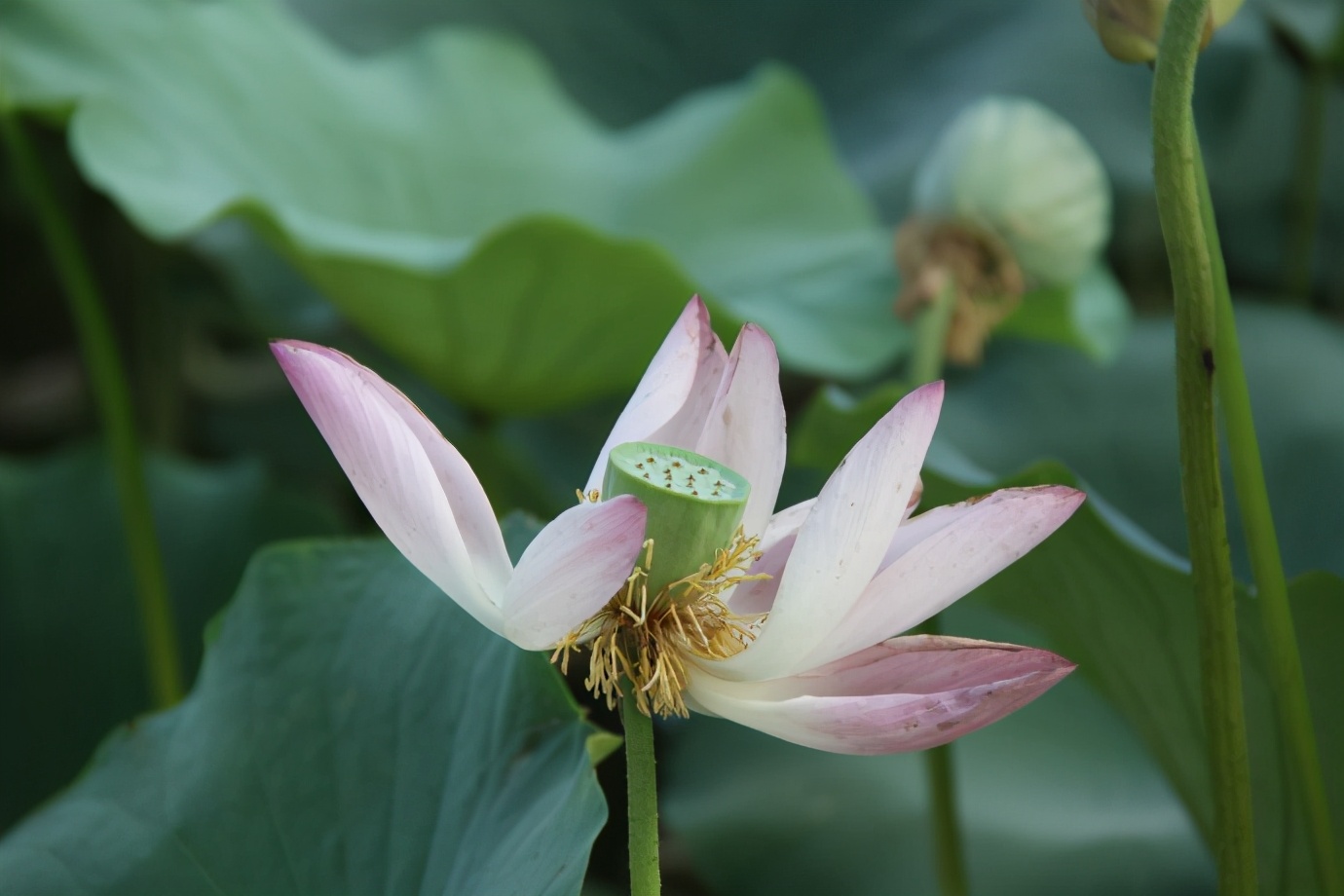 出淤泥而不染濯清涟而不妖原文,出淤泥而不染濯清涟而不妖行书