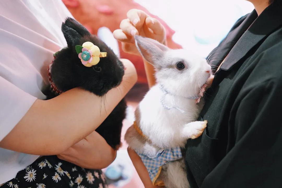 兔子馆三里屯,深圳三里屯兔子馆