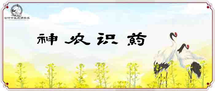 《神农识药》疏调抗艾汤人参