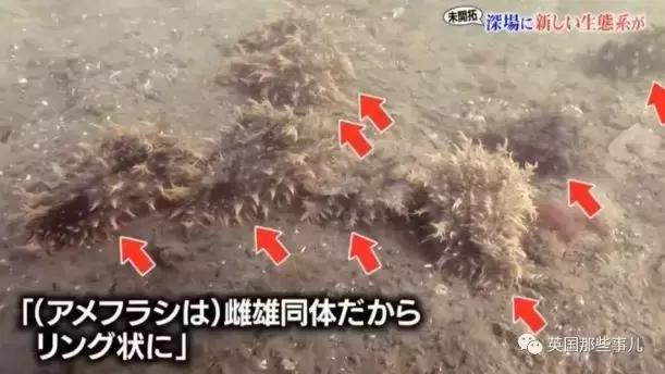 这只风靡网络的可爱“海中小白兔”，竟然颠覆了网友的三观