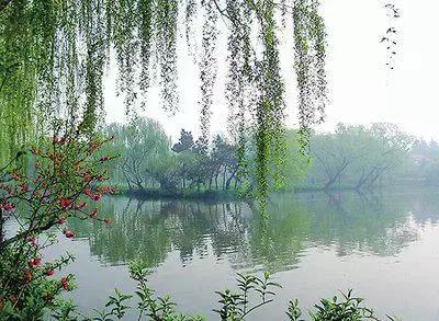 100种花的花语以及送花礼仪分享,100种花的名字和图片带花语