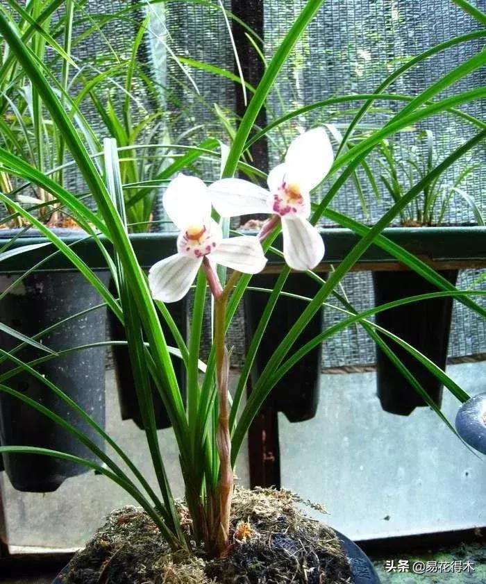 兰花春兰四大名品,兰花十大名品是哪些