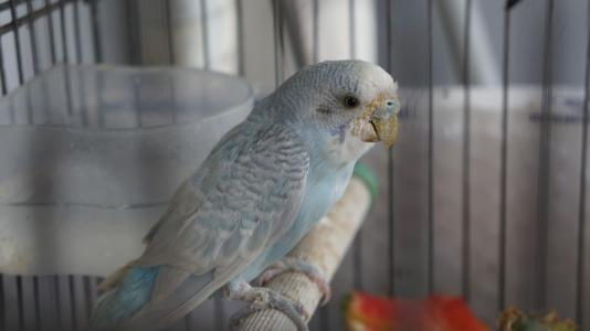 鹦鹉夏天鸟窝怎么驱虫,鹦鹉身上的虫子怎么彻底清除