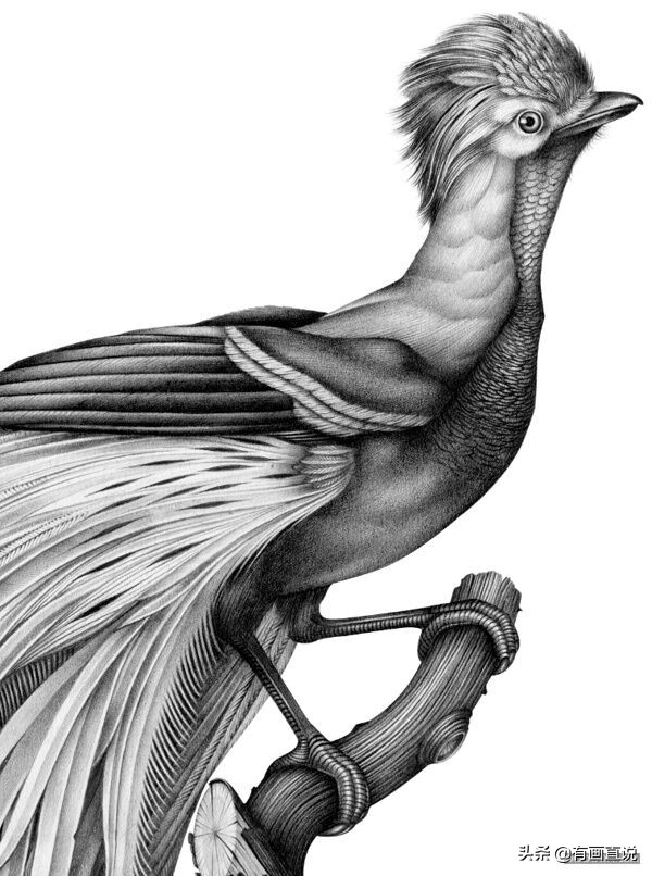 创意素描图片临摹大全4k,零基础简单素描画临摹